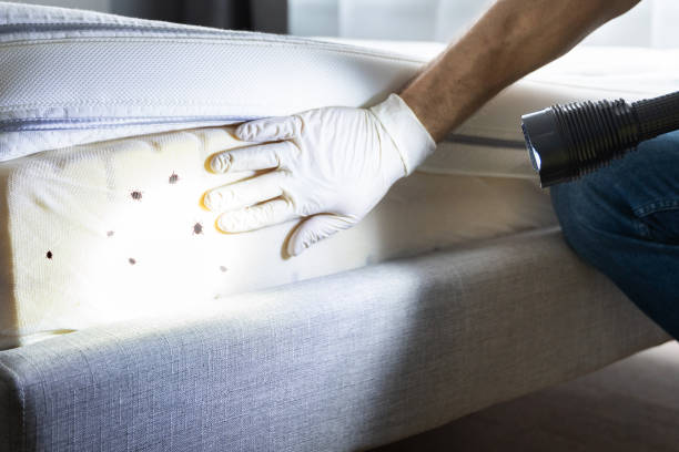 Pest Prevention Services in Los Alamos, NM