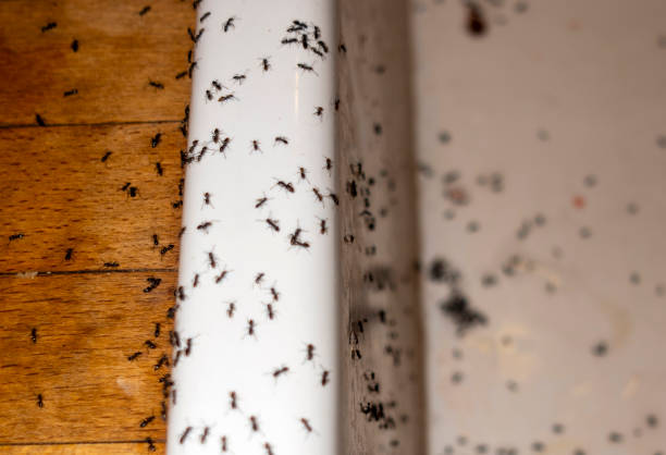 Best Cockroach Control Services  in Los Alamos, NM