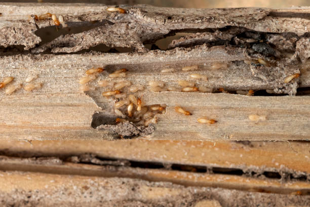 Pest Control for Restaurants in Los Alamos, NM