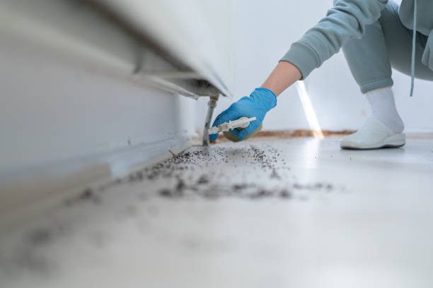 Best Local Pest Control Services  in Los Alamos, NM